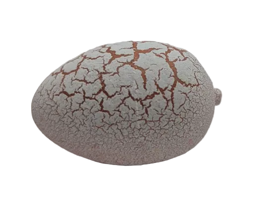 1" Dinosaur Water Hatching Eggs